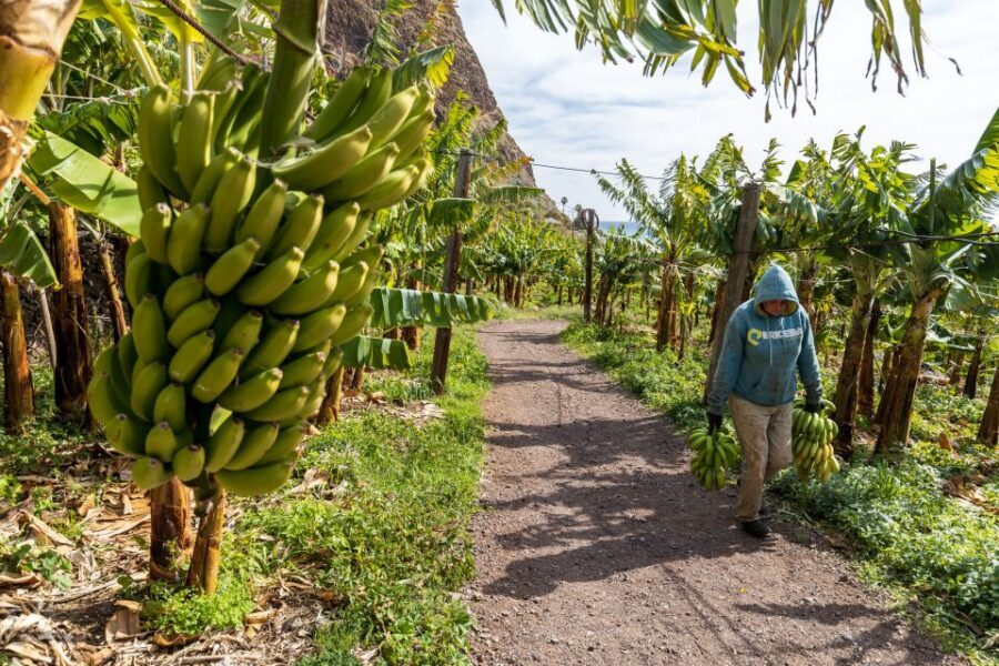 Madeira: Faja dos Padres Private Sightseeing Tour - What’s included (and why it’s more convenient than it looks)