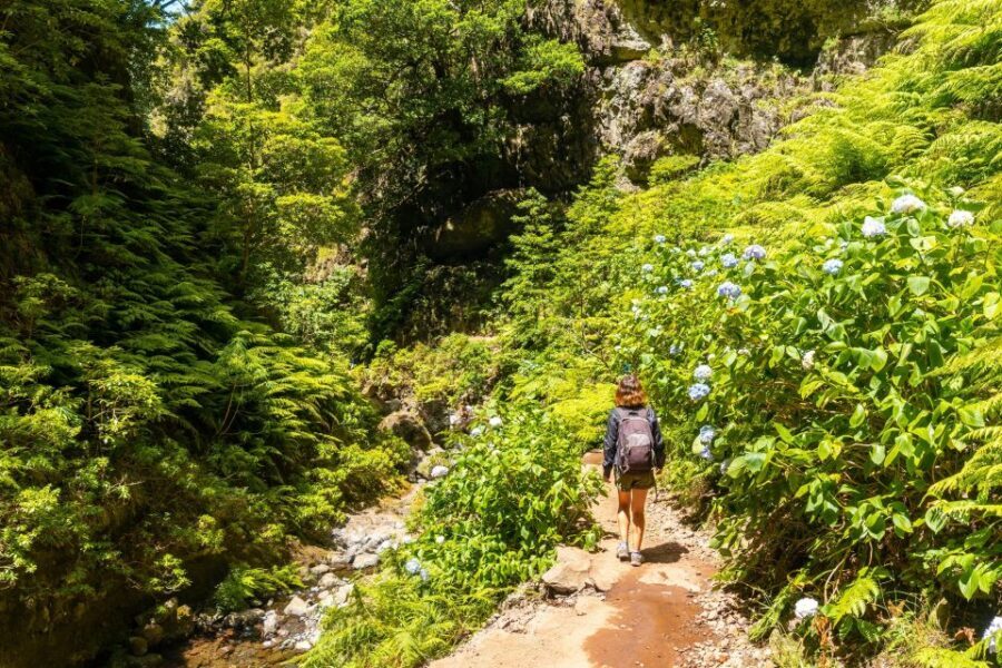 Madeira: Jungle Fever Levada Caldeirao Verde Hike Santana - Jungle feeling starts before you even hit the trail