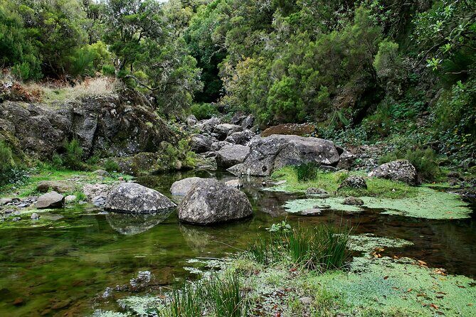 Madeira Levada Walk - Rabacal Lakes and Fountains - Pacing and Group Size: Why Some Days Feel Easy, Others Feel Tight