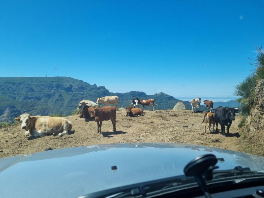 Madeira: Picturesque Peaks and Skywalk private 4x4 Jeep tour - A Short Private 4x4 Day That Actually Feels Like Madeira