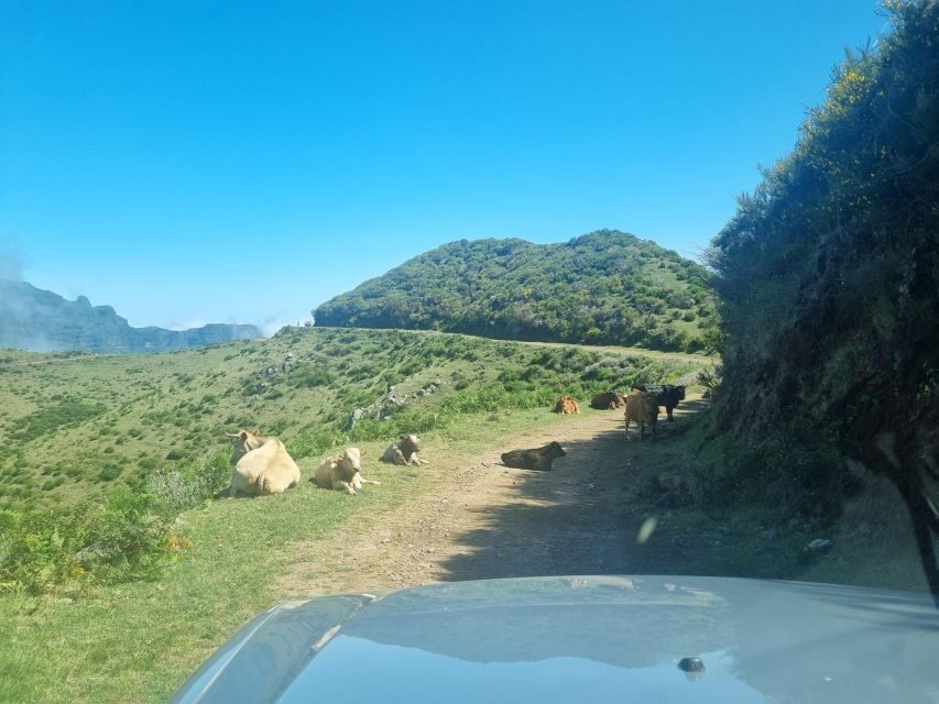 Madeira: Picturesque Peaks and Skywalk private 4x4 Jeep tour - Câmara de Lobos: Fishing Village Life to Warm Up Your Eyes