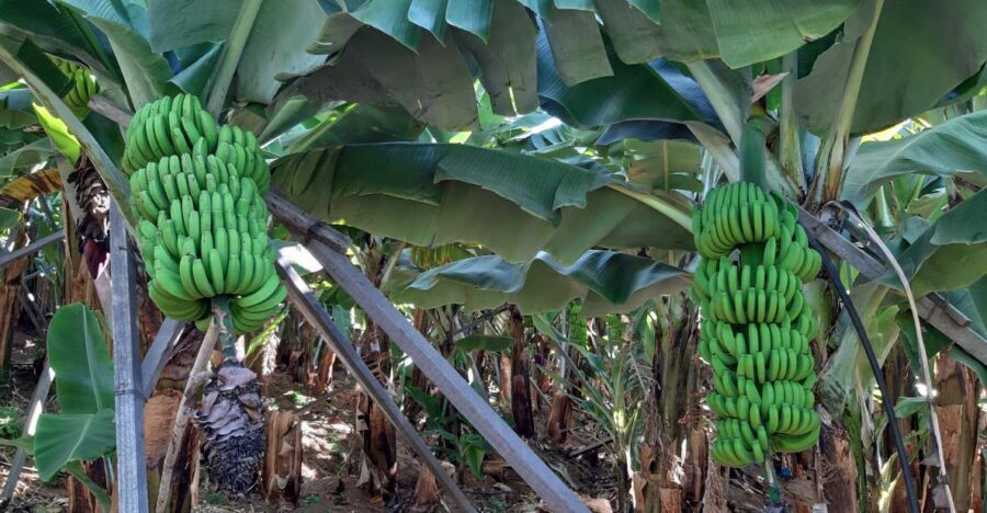 Madeira: Private Banana Farm Tour with Pickup - Key things to know before you go