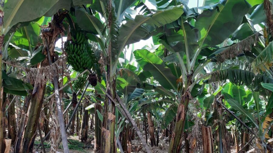 Madeira: Private Banana Farm Tour with Pickup - Banana Farming Meets Island Views: What Makes This Tour Work