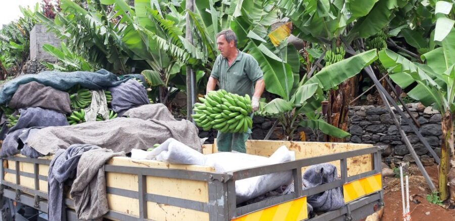 Madeira: Private Banana Farm Tour with Pickup - At the Banana Farm: What You’ll Actually See and Learn