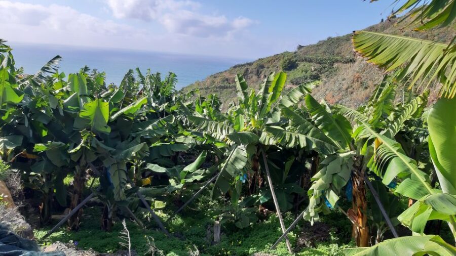Madeira: Private Banana Farm Tour with Pickup - The RG3 Viewpoint: A Less-Known Way to Read Funchal
