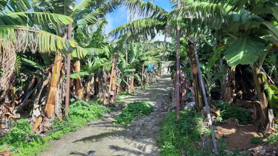 Madeira: Private Banana Farm Tour with Pickup - The Banana Facts That Actually Help You Taste Better