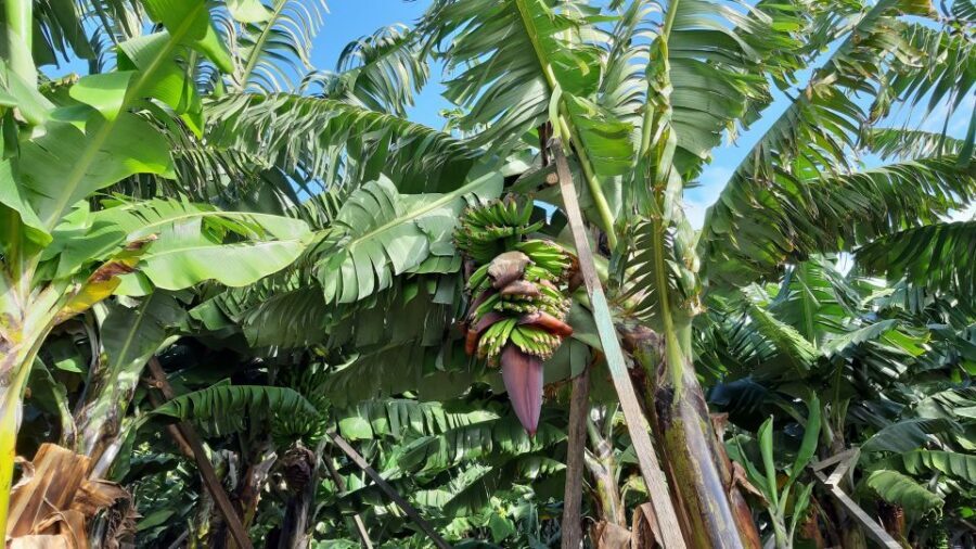 Madeira: Private Banana Farm Tour with Pickup - Who This Tour Suits Best (and Who Might Prefer Something Else)
