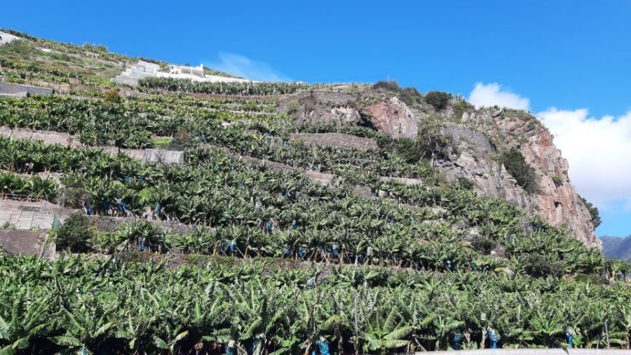 Madeira: Private Banana Farm Tour with Pickup - Should You Book This Private Banana Farm Tour?