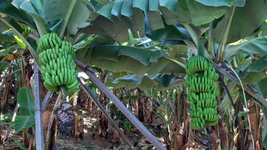Madeira: Private Banana Farm Tour with Pickup - The Private Pickup Setup (and Why It Matters in Madeira)