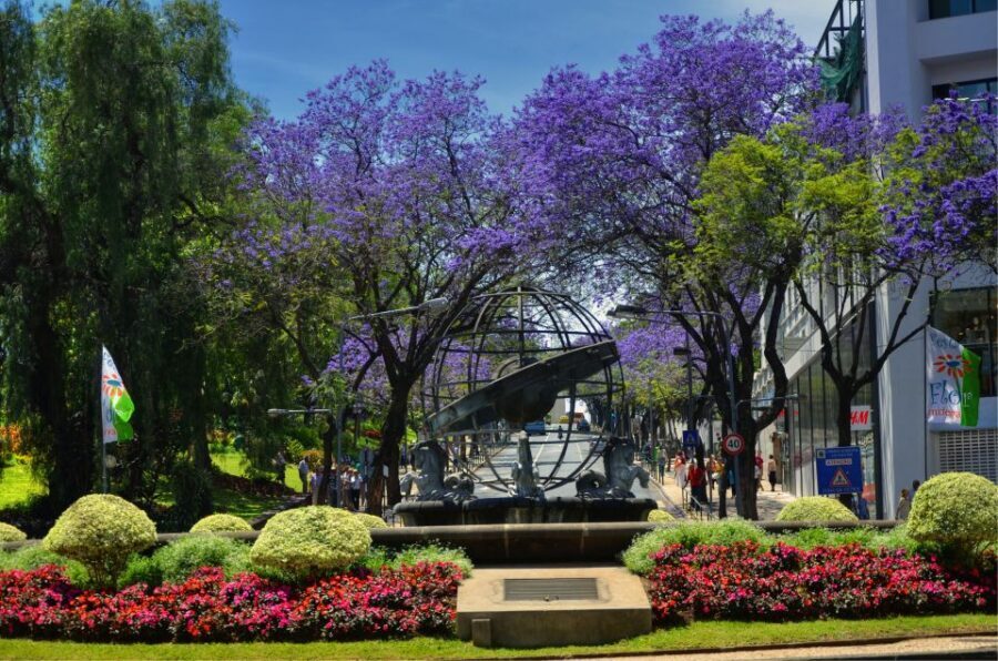 Madeira: Private Funchal City Tour in a Tukxi - How Guides Shape This Tour (And Why It Matters)