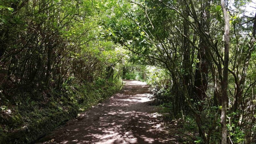 Madeira: Private Guided Levada Caldeirão Verde Walk PR9 - Guide quality: why private makes this hike easier