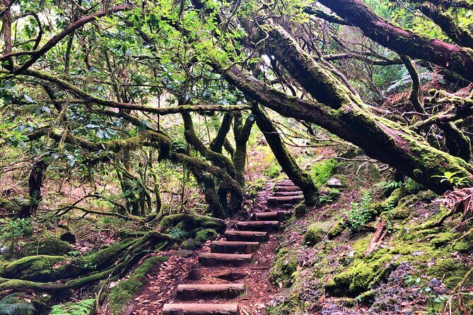 Madeira: Private Guided Walk Vereda Fanal PR13 - Getting to Paul da Serra: Funchal pickup, private transport, and the comfort factor