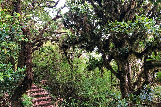 Madeira: Private Guided Walk Vereda Fanal PR13 - Where the views land: Ribeira da Janela valley lookouts