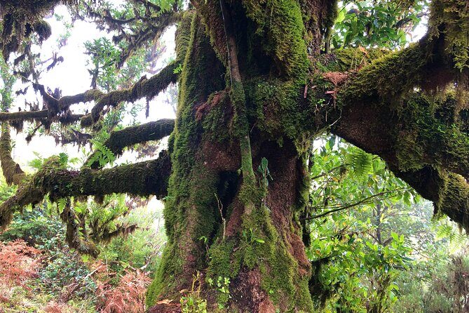 Madeira: Private Guided Walk Vereda Fanal PR13 - Why a private guide changes the whole walk (and why it matters on PR13)