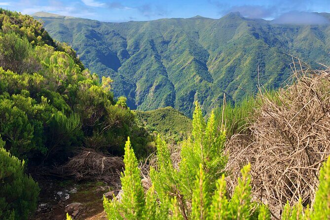 Madeira: Private Guided Walk Vereda Fanal PR13 - What to bring for a 5-hour hike across Paul da Serra
