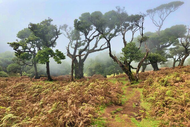 Madeira: Private Guided Walk Vereda Fanal PR13 - Price and logistics: is $104.11 good value for a private Madeira nature hike?