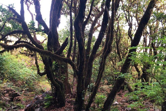 Madeira: Private Guided Walk Vereda Fanal PR13 - Who this tour suits best (and who might want a different plan)