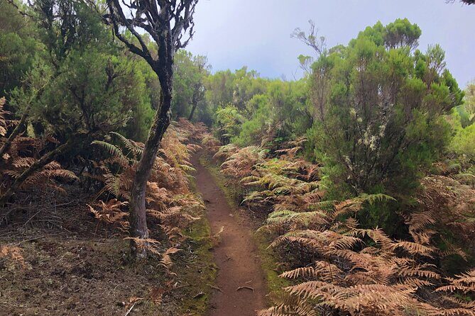 Madeira: Private Guided Walk Vereda Fanal PR13 - The hike in real life: terrain, vegetation, and how to pace yourself