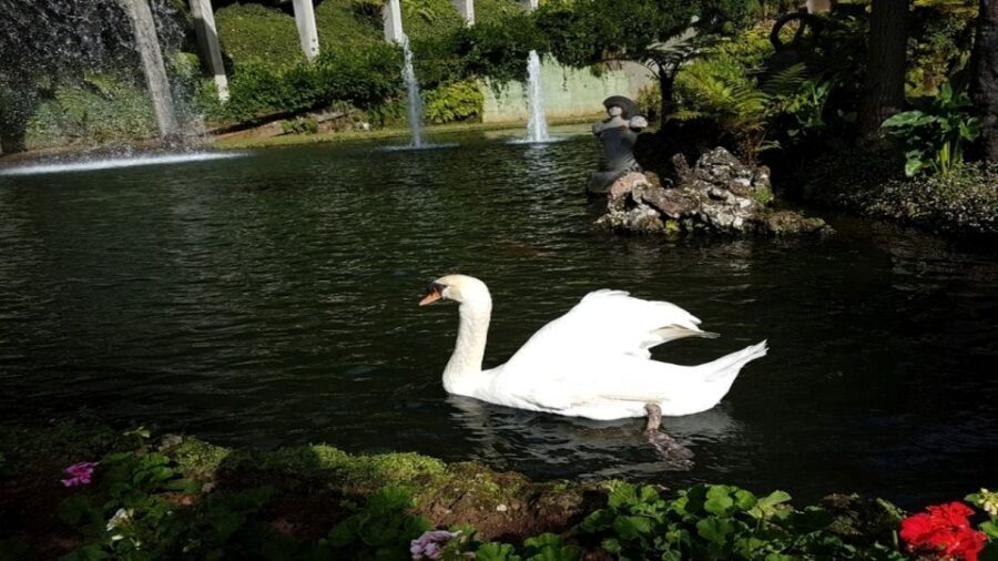 Madeira: Private Half-Day Guided Gardens Tour - The Guide’s Plant Stories: What You Learn Beyond the Photo