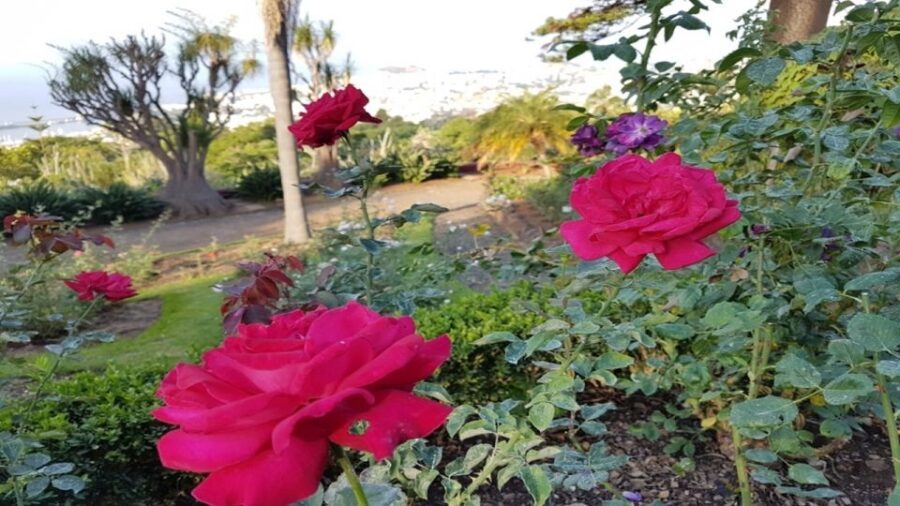 Madeira: Private Half-Day Guided Gardens Tour - Inside the Palace: Minerals and Gems That Add Contrast