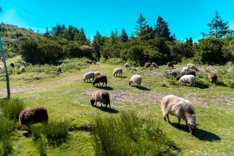 Madeira: Santana Jeep Safari and Balções Levada Walk - Pickup in Funchal or Caniço and the Role of Your Guide