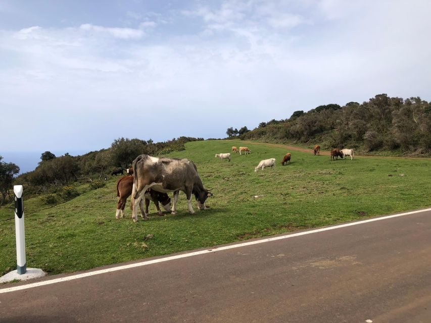 Madeira West Safari - The natural lava pools of Porto Moniz - Local guiding that makes the day feel personal