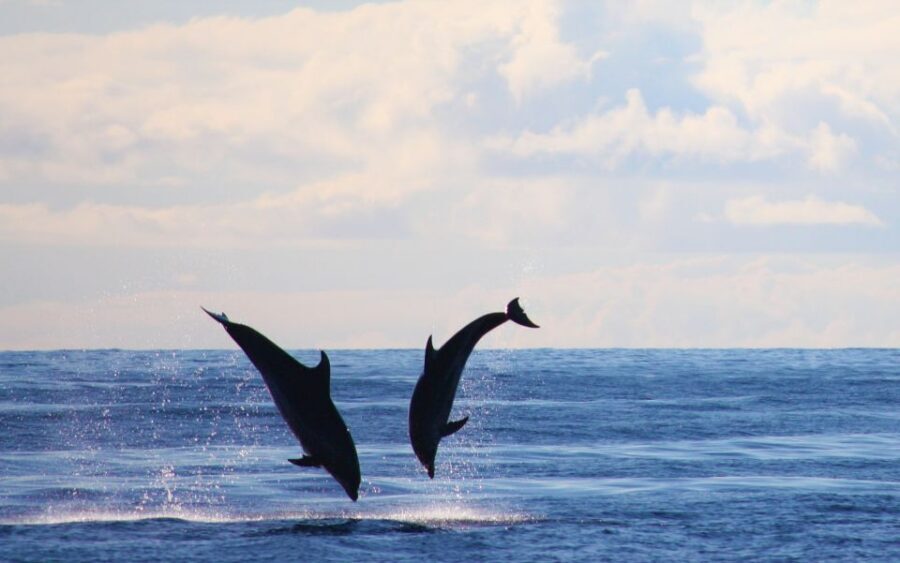 Madeira: Whale and Dolphin Watching Private Cruise - Who should book this Madeira whale and dolphin private cruise?