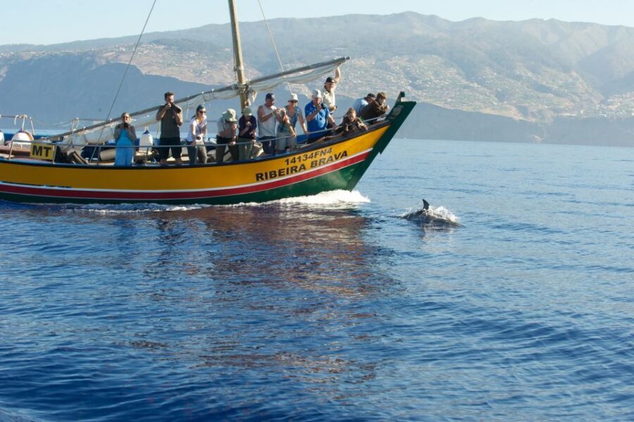 Madeira: Whale Watching Excursion in a Traditional Vessel - Respect for wildlife: why this trip feels different from the usual churn