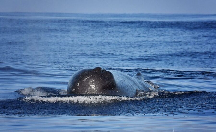 Madeira: Whale Watching Excursion in a Traditional Vessel - Getting to the meeting point fast: marina start, easy landmarking