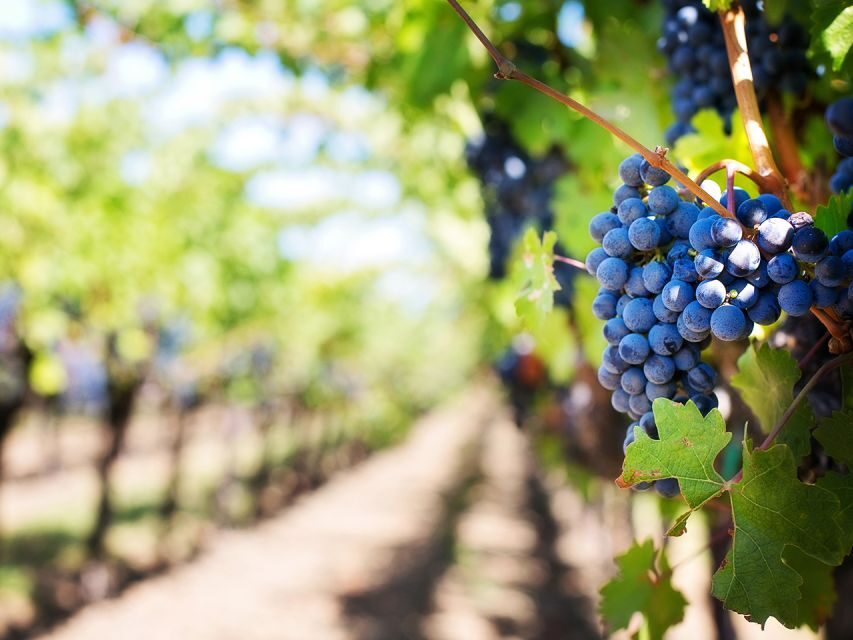 Madeira: Wine Safari Jeep Tour with Local Guide - Ribeira Brava Stop: Coastal Photos and Local Color
