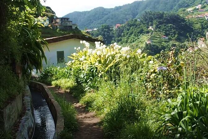 Mimosa Valley Walk - The Levada Path Through Mimosa Valley (What You’ll Actually See)