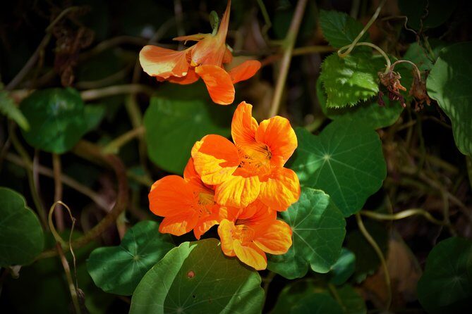 Paradise Valley Beauty Walk - What You’ll See on the Serra do Faial Path: Terraces, Gardens, Views