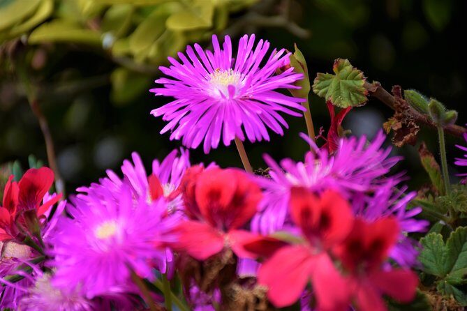 Paradise Valley Beauty Walk - Your Guide Matters: Plant and Flower Stories That Actually Help