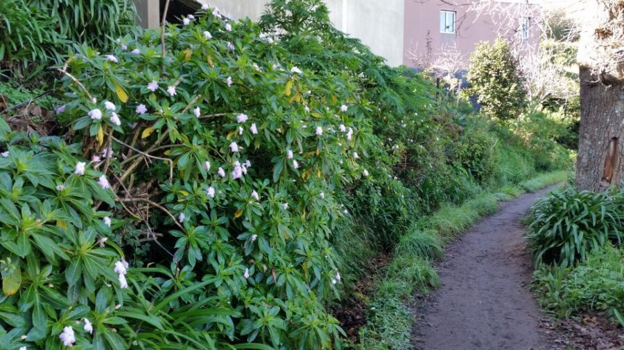 Paradise Valley half-day morning walk. - What you get for $41: included value that adds up