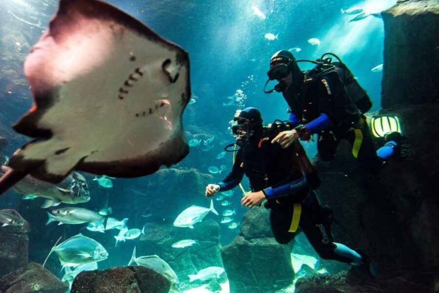 Porto Moniz: Diving with Sharks and Rays in Madeira Aquarium - Warm-up in the natural pool: build confidence before the main tank