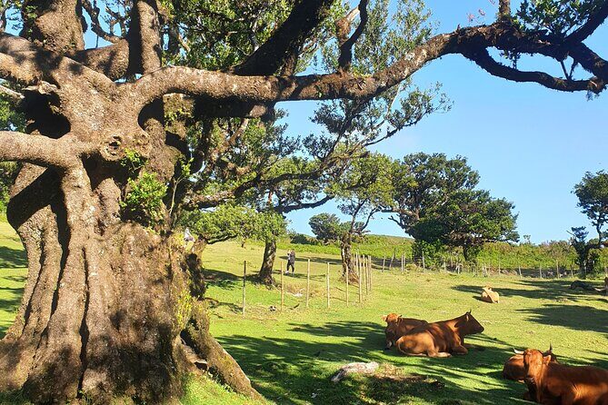 Private Full Day Tour by Jeep 4x4 West Side Madeira - Laurissilva Forest off-road: UNESCO access with real 4x4 value