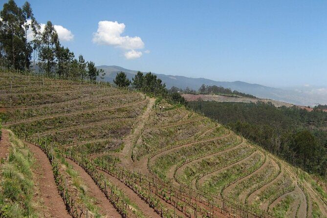 Private Half-Day Tour of Wine Fields in Portugal - Estreito de Câmara de Lobos: vineyards, Skywalk, and a viewpoint-focused morning