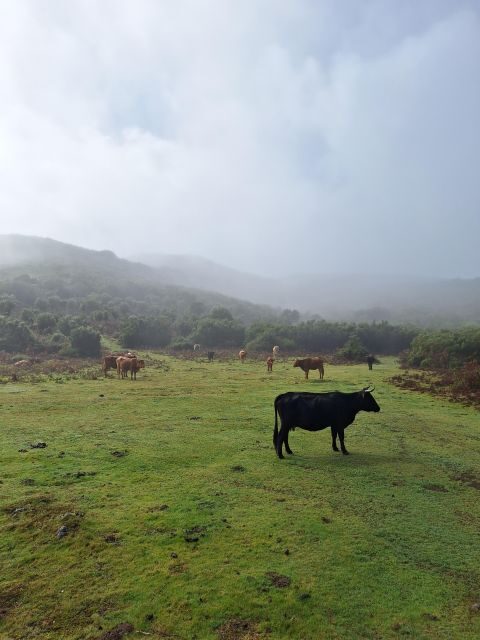 Private Madeira Highlights Full Day Tour - Fanal Forest: when the island turns quiet and haunting