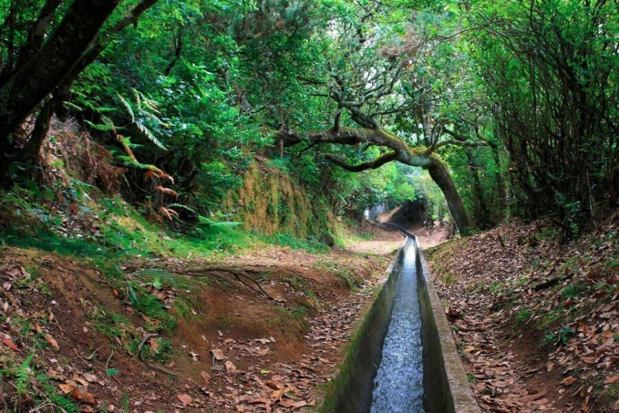Ribeiro Frio / Portela - Levada Walk - Pickup and meeting points: how to avoid the first-day scramble