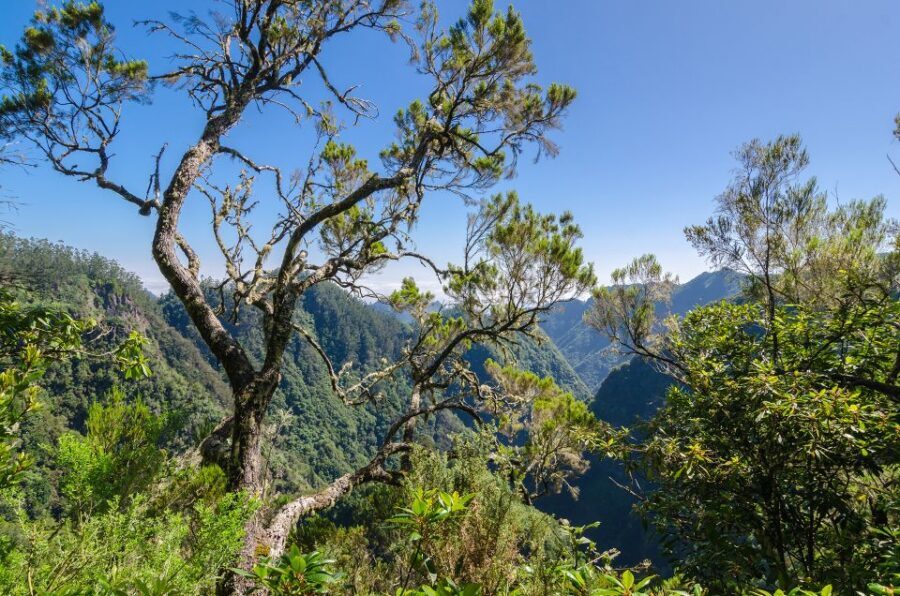Ribeiro Frio / Portela - Levada Walk - Who should book this (and who might prefer a different walk)