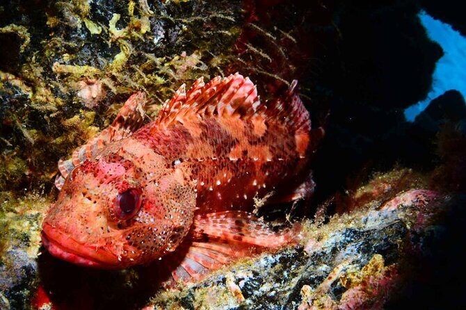 Scuba Diving Experience for Beginners in Ponta de São Lourenço - Key Highlights at Ponta de São Lourenço (Madeira)