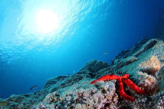 Scuba Diving Experience for Beginners in Ponta de São Lourenço - The First Open-Water Underwater Swim: Private Reef, Max 12m