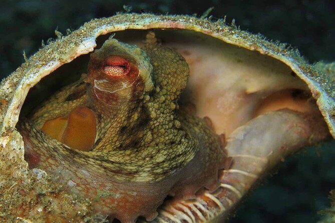 Scuba Diving Experience for Beginners in Ponta de São Lourenço - Safety and Comfort: Why the Team’s Style Matters