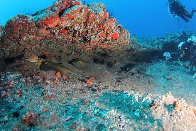 Scuba Diving Experience for Beginners in Ponta de São Lourenço - Certificate of Participation: A Small Piece That Changes How You Plan Next
