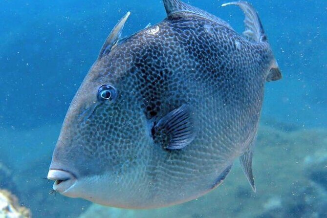 Scuba Diving Experience for Beginners in Ponta de São Lourenço - Price and Value: What You’re Paying For at $102.13