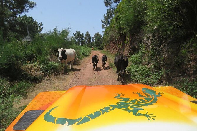 Southwest of Madeira and Calheta Paul do Mar 4x4 Full-Day Tour - Prazeres, Calheta, and the coastal stretch where Madeira feels close