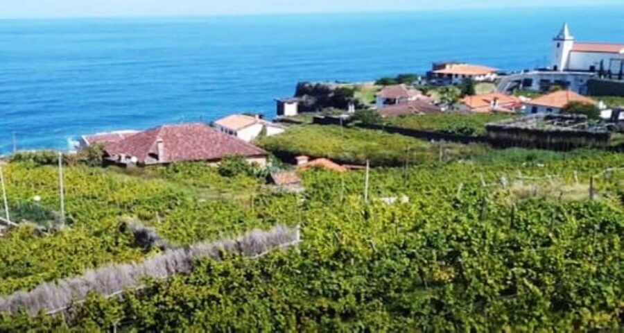 Visiting local Vineyard With Wine Tasting & Lunch included - Key Points You’ll Care About