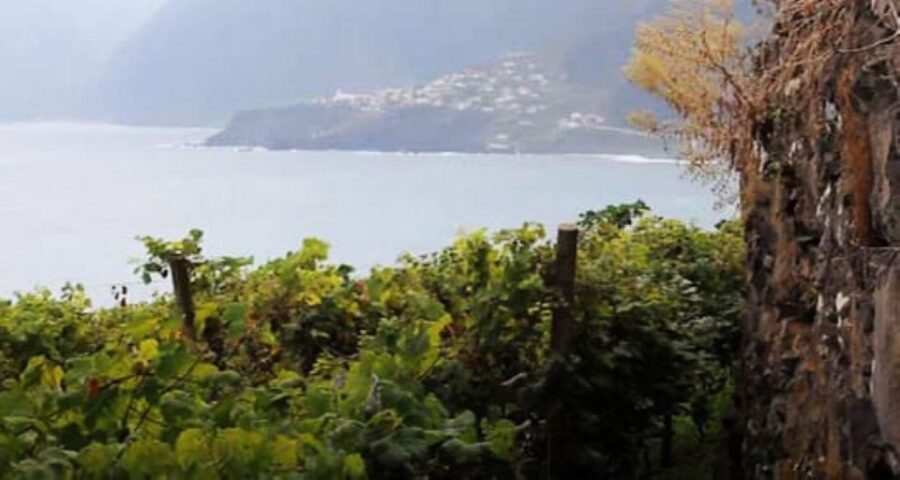 Visiting local Vineyard With Wine Tasting & Lunch included - Câmara de Lobos Warm-Up: Quick Orientation and Coastal Views