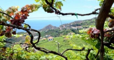 Visiting local Vineyard With Wine Tasting & Lunch included - Fajã dos Padres: cable car ride plus the “small-world” feeling