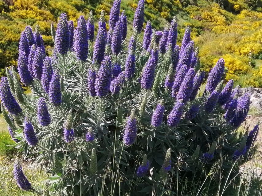 West Madeira:, Laurel Forest, Waterfall, Rock Pools, Walk - Fanal on Paul da Serra: the misty laurel forest walk
